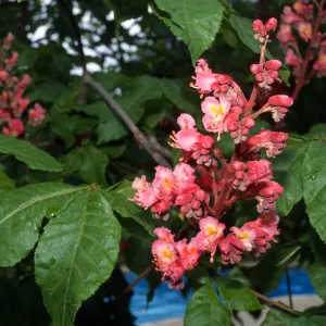 Aesculus x carnea