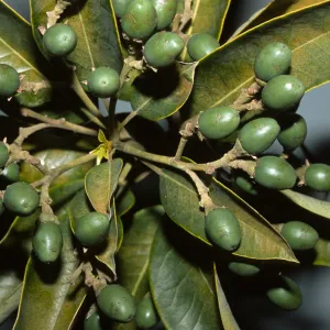 Persea indica