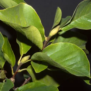 Magnolia x soulangiana