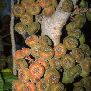 Ficus auriculata