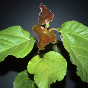 Ficus auriculata