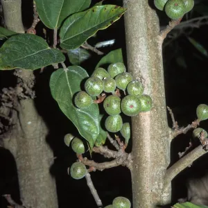 Ficus capensis