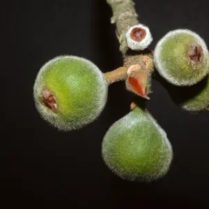 ficus gnaphalocarpa