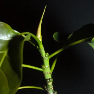 Ficus rumphii