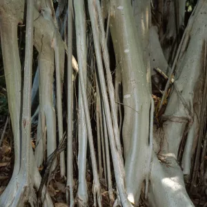 Ficus thonningii