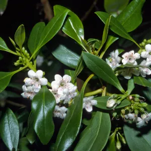 Myoporum laetum