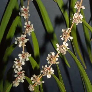 Agonis flexuosa
