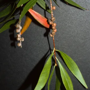 Callistemon salignus