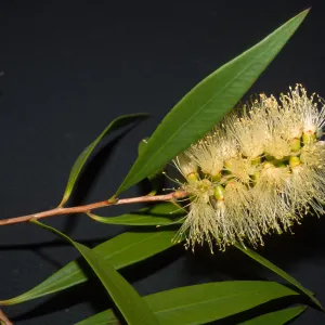 Callistemon salignus