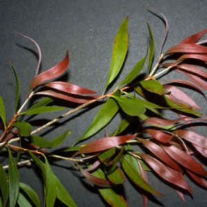 Callistemon salignus