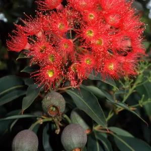 Corymbia ficifolia, also called Eucalyptus ficifolia