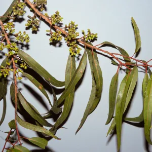 Corymbia maculata, also called Eucalyptus maculata