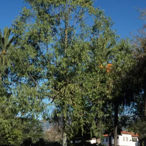 Corymbia torelliana, prev. Eucalyptus torelliana