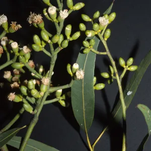 Corymbia torelliana, prev. Eucalyptus torelliana