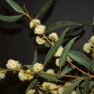 Eucalyptus botryoides
