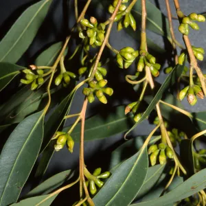 Eucalyptus botryoides