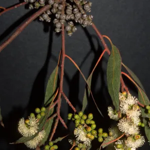 Eucalyptus bridgesiana