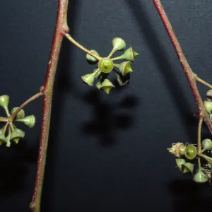 Eucalyptus camaldulensis