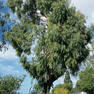 Eucalyptus cephalocarpa