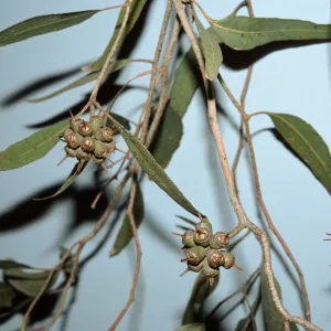 Eucalyptus cornuta
