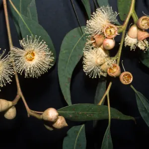Eucalyptus cosmophylla