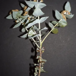 Eucalyptus crenulata