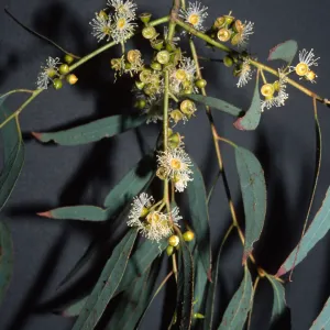 Eucalyptus nicholii