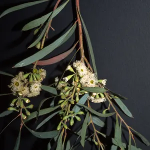 Eucalyptus odorata