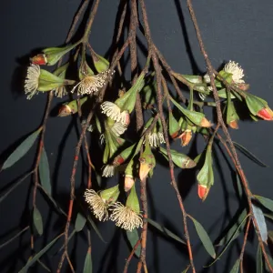Eucalyptus steedmanii