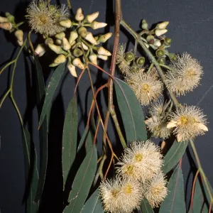 Eucalyptus tereticornis