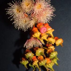 Eucalyptus torquata