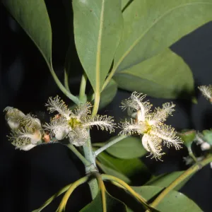 Lophostemon confertus