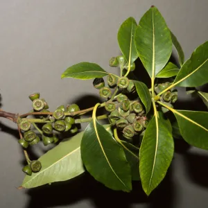 Lophostemon confertus