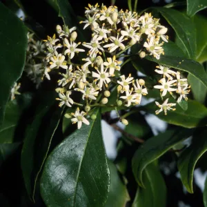 Pittosporum rhombifolium