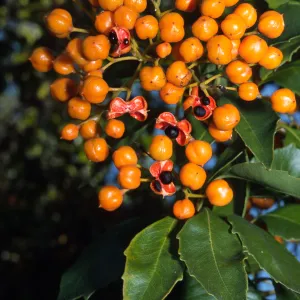 Pittosporum rhombifolium