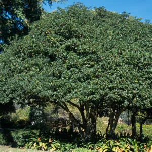 Pittosporum tobira