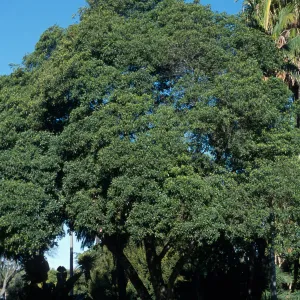 Pittosporum undulatum