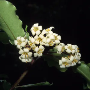 Pittosporum undulatum