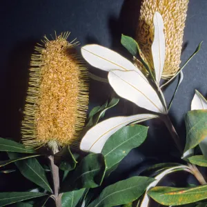 Banksia integrifolia