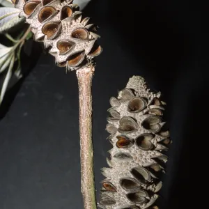 Banksia integrifolia