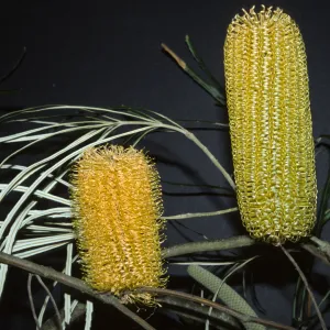 Banksia verticillata