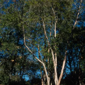 Lyonothamnus floribundus subsp. aspleniifolius