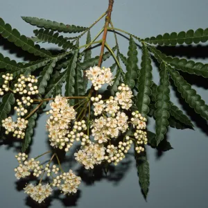 Lyonothamnus floribundus subsp. aspleniifolius