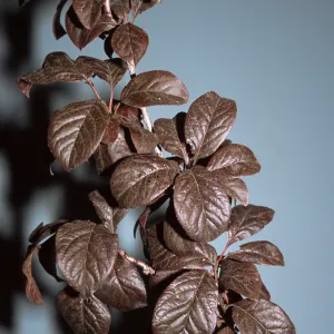 Prunus cerasifera 'Atropurpurea'