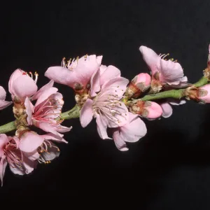 Prunus persica