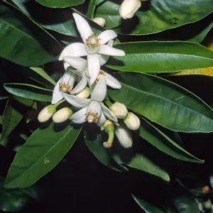 Citrus sinensis