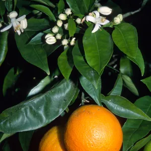 Citrus sinensis