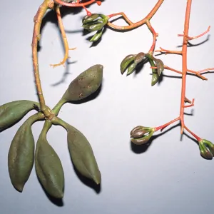 Brachychiton acerifolius