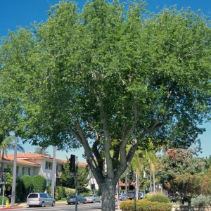 Ulmus americana