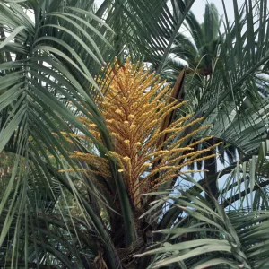 Butia capitata